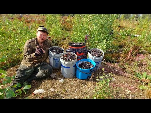 Видео: СБОРЩИК ЯГОД ЗАБРЁЛ НА МЕДВЕЖЬЕ ПАСТБИЩЕ И ПОНЕСЛАСЬ. ПРОМОК УСТАЛ НО ЯГОД СОБРАЛ. ПРОМЫСЕЛ В ТАЙГЕ