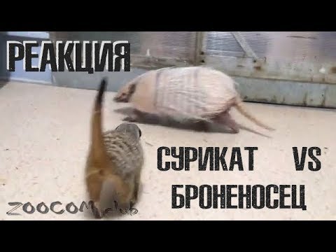 Видео: Знакомство суриката и броненосца! Реакция Пряни на Роню.