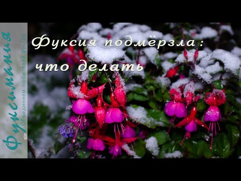 Видео: Фуксия попала под заморозок: что делать