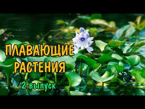 Видео: ПЛАВАЮЩИЕ РАСТЕНИЯ. Ч2. ЭЙХОРНИЯ, САЛЬВИНИЯ МИНИМА, РИЧЧИЯ, ВОЛЬФИЯ, РЯСКА КРОШЕЧНАЯ, ПИСТИЯ