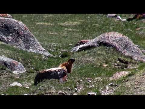 Видео: Заповедник Аксу-Жабаглы видео-обзор.- Aksu-Zhabagla's reserve video review.