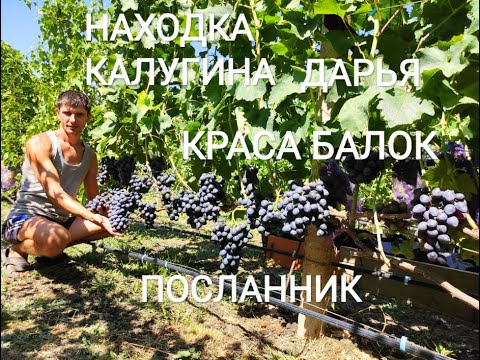 Видео: Находка Калугина, Дарья, Краса Балок, Посланник.