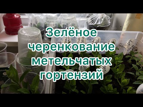 Видео: ЗЕЛЁНОЕ ЧЕРЕНКОВАНИЕ ГОРТЕНЗИЙ