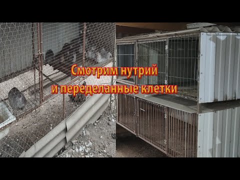 Видео: СМОТРИМ МОИХ НУТРИЙ И ПЕРЕДЕЛАННЫЕ КЛЕТКИ.