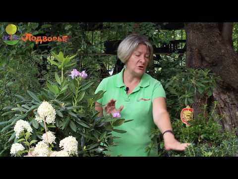 Видео: Рододендроны. Посадка осенью.