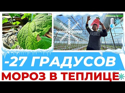 Видео: ЗАМОРОЗКИ В ТЕПЛИЦЕ! НО МЫ ДЕРЖИМСЯ! #агробизнес #теплица #огурцы #заморозки #мороз