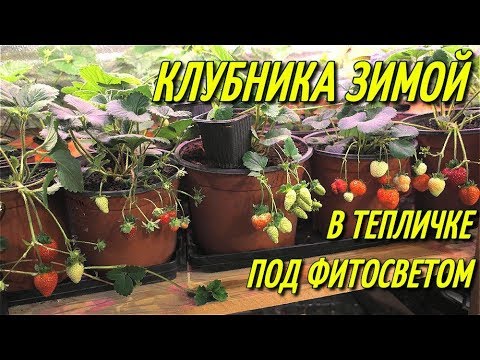 Видео: КЛУБНИКА ЗИМОЙ В ТЕПЛИЦЕ ПОД ФИТОСВЕТОМ/Супер результат!