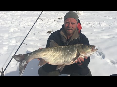 Видео: НОВЫЙ РЕКОРД! ЛОВЛЯ ЖЕРЕХА ВЕСНОЙ НА МОСКВЕ РЕКЕ! РЫБАЛКА ВЕСНОЙ НА ЖЕРЕХА!