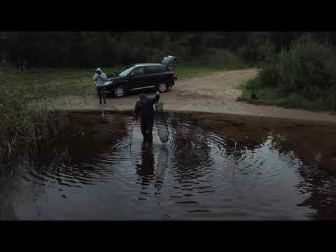 Видео: Удачная рыбалка на линя в Кобоне!