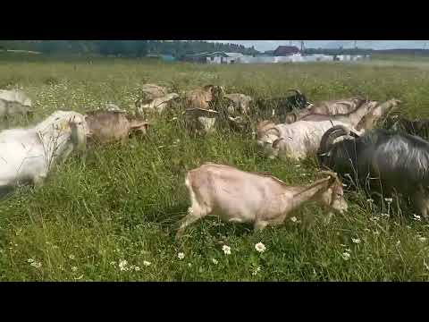 Видео: Моё Хозяйство/Летний Выпас2025/Детёныши/Звери Едят Траву/Второй День После Шторма#goat#goats#farmer