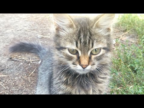 Видео: Ухожу от продажи молока. Покупки для животных. Снова завела кроликов (Ризен, Полтавское серебро) 