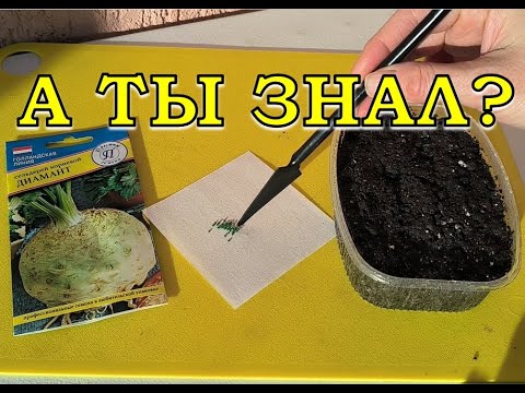 Видео: СЕЛЬДЕРЕЙ🪴: от посева до урожая (СЕКРЕТЫ красивых корнеплодов)