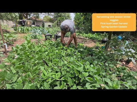 Видео: Первый весенний урожай овощей