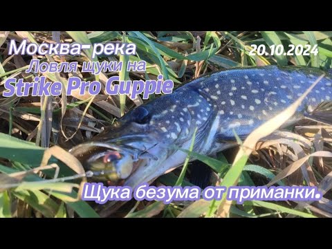 Видео: Рыбалка на Верхней Москва-реке. Щука сходит  с ума. Осень 2024г.Strike Pro Guppie Рулит.