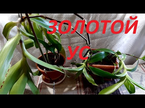 Видео: Золотой ус и как я им лечусь.