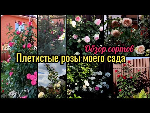 Видео: Плетистые розы моего сада. Обзор сортов с названиями