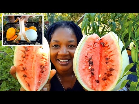 Видео: Что случилось, когда я посадил растения в соответствии с фазами Луны! Мой сад ВЗОРВАЛСЯ после тог...