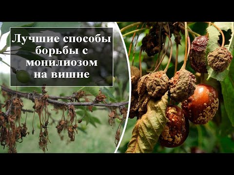 Видео: Как лечить монилиоз вишни