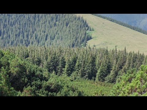 Видео: Гора Хомяк, путь новичка от А до Я. (гора синяк). отдых в с. Поляница.