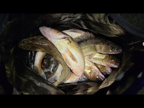 Видео: (часть 3) Рыбалка в Карелии, Ладожское озеро 2024 - Ловля судака на Ладоге ТРОЛЛИНГ В ОДИН СПИННИНГ