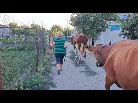 Видео: Пожар на пастбище! Чудом Успели спасти коров