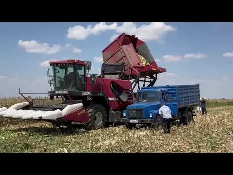 Видео: Выгрузка початков семенной кукурузы ES-6 GOMSELMASH