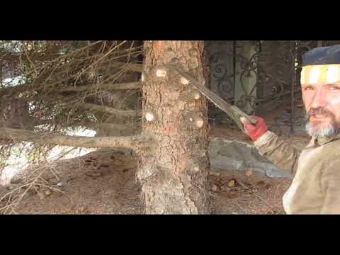 Видео: Не дайте елям умереть