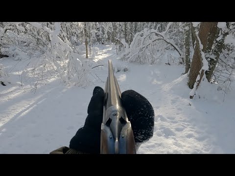 Видео: 21.02.25. Охота на зайца с русскими гончими Баяном и Альтой.