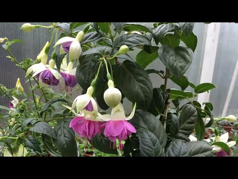 Видео: Болмо гулу. Фуксия гулун остуруу🪴