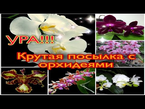 Видео: Новая БОЛЬШАЯ ПОСЫЛКА с ОРХИДЕЯМИ !!!