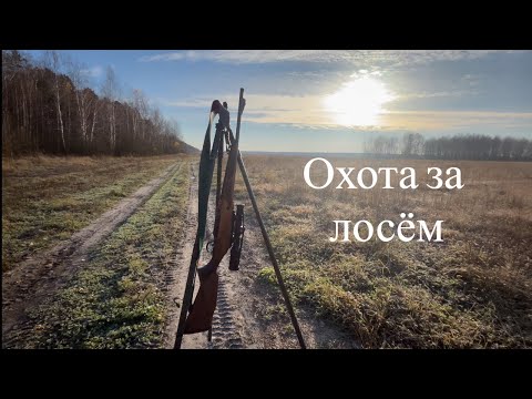 Видео: Зверя МНОГО, лицензий мало.Все бегут. Охота на ЛОСЯ.