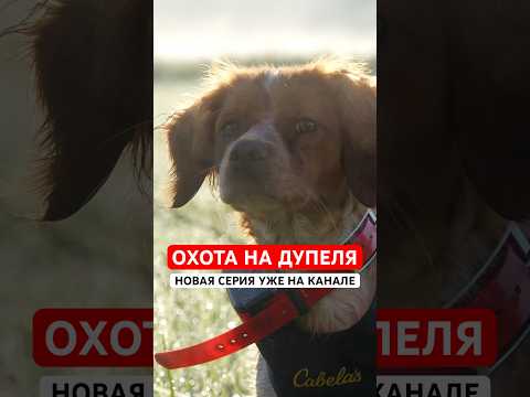Видео: Охота с легавой на дупеля.