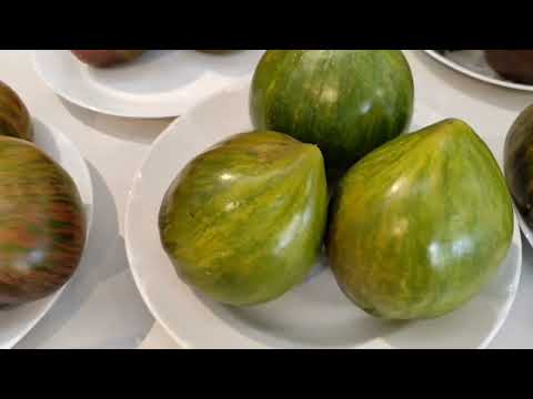 Видео: Выставка томатов в Риге. 2025