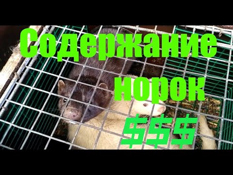 Видео: $$$ !!! РАЗВЕДЕНИЕ И РЕАЛИЗАЦИЯ ШКУРОК НОРОК!!!СТАРЫЙ,НО НОВЫЙ БИЗНЕС!!!