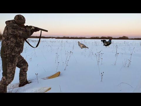 Видео: Охота на Лунках!!! Тетерева и Рябчики Сидят под Снегом. Вылетел и Сел  Рядом.