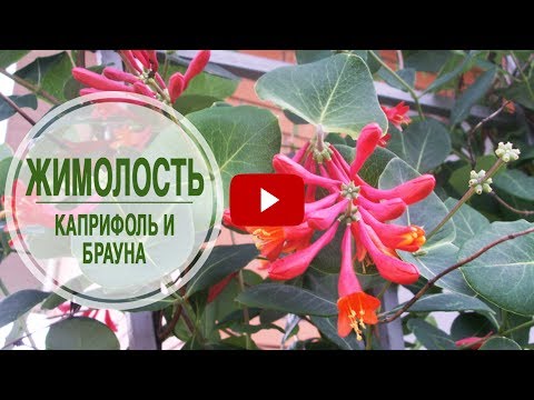 Видео: Садовые лианы 🌺 Жимолость Каприфоль и Брауна 🌺 Особенности выращивания