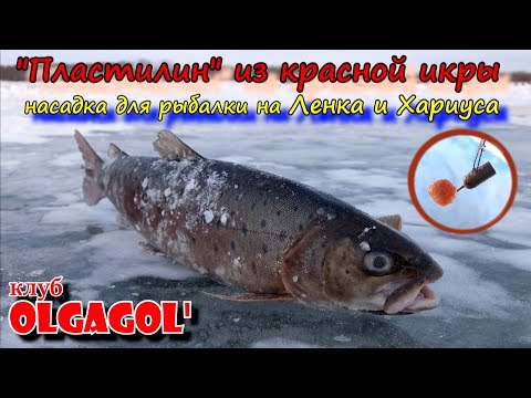 Видео: Пластилин из красной икры на ленка и хариуса