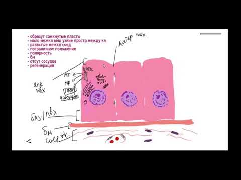 Видео: Эпителии ч1: Общая характеристика эпителиальных тканей и эпителиоцитов. Классификация желез.