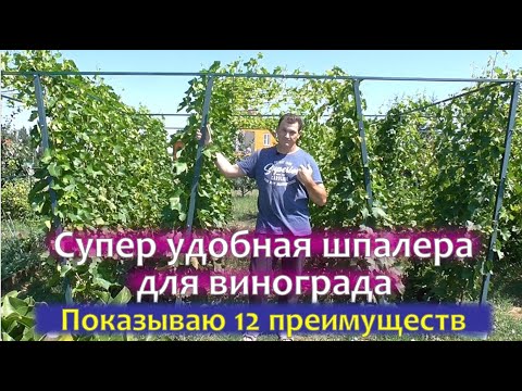 Видео: Супер удобная шпалера для винограда. 12 преимуществ этой конструкции.