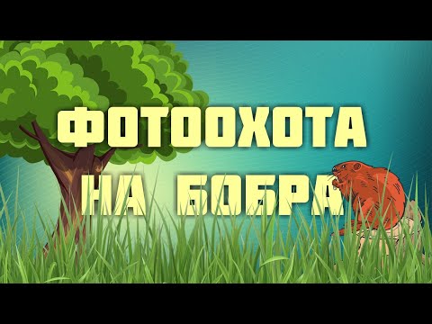 Видео: Фотоохота на бобра.