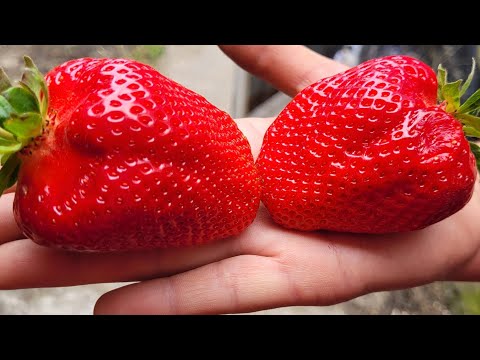 Видео: Клубника Александра и Лючия! Взвешиваем и сравниваем вкус ягоды!