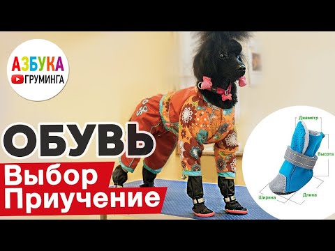 Видео: Как выбрать обувь для собаки?