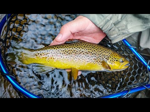 Видео: Ловим ФОРЕЛЬ и ХАРИУСА. Рыбалка в Ленинградской области.