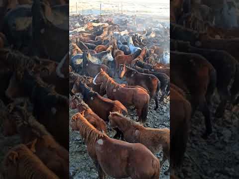 Видео: Жылқы өсірген соң осылай өсіру керек екен...