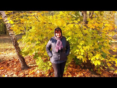 Видео: 31🌿КИЇВ СЬОГОДНІ. Наш ліс восени. Walking in our forest. Kyiv 2024.