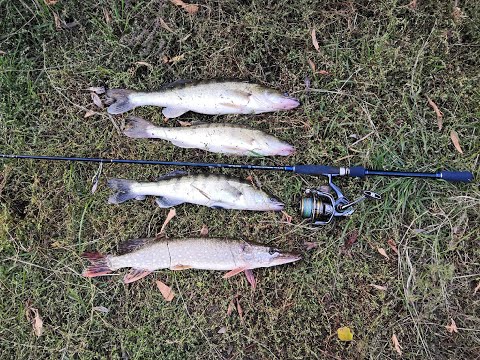 Видео: Ловля судака и Щуки на Дону на спиннинг.