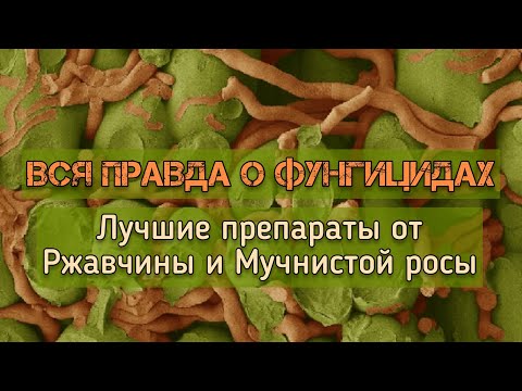 Видео: Вся правда о фунгицидах! Самые эффективные препараты для лечения ржавчины роз и мучнистой росы🌹