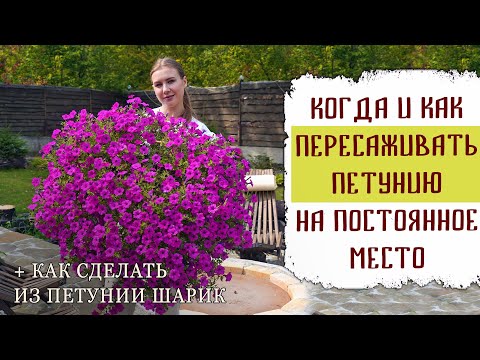 Видео: Когда и как пересаживать петунию на постоянное место | Как сделать из петунии шарик