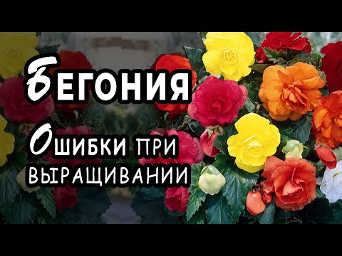 Видео: Бегония из семян. Какие ошибки можно допустить при выращивании бегонии