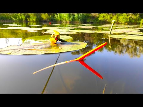 Видео: КАРАСИ МАШИНЫ переворачивают кувшинки!!! Рыбалка на поплавок летом